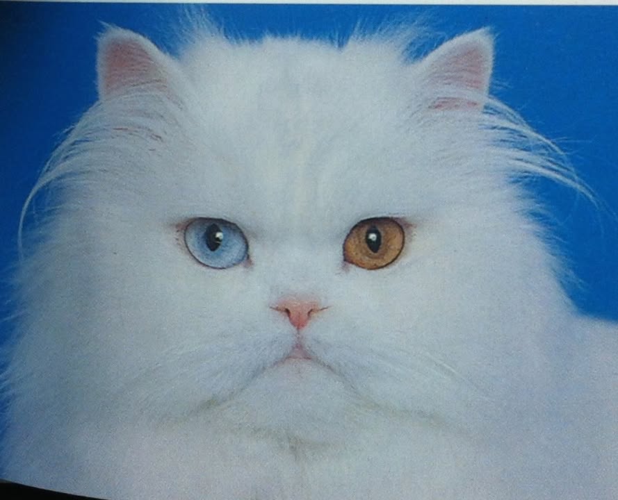 Catclub